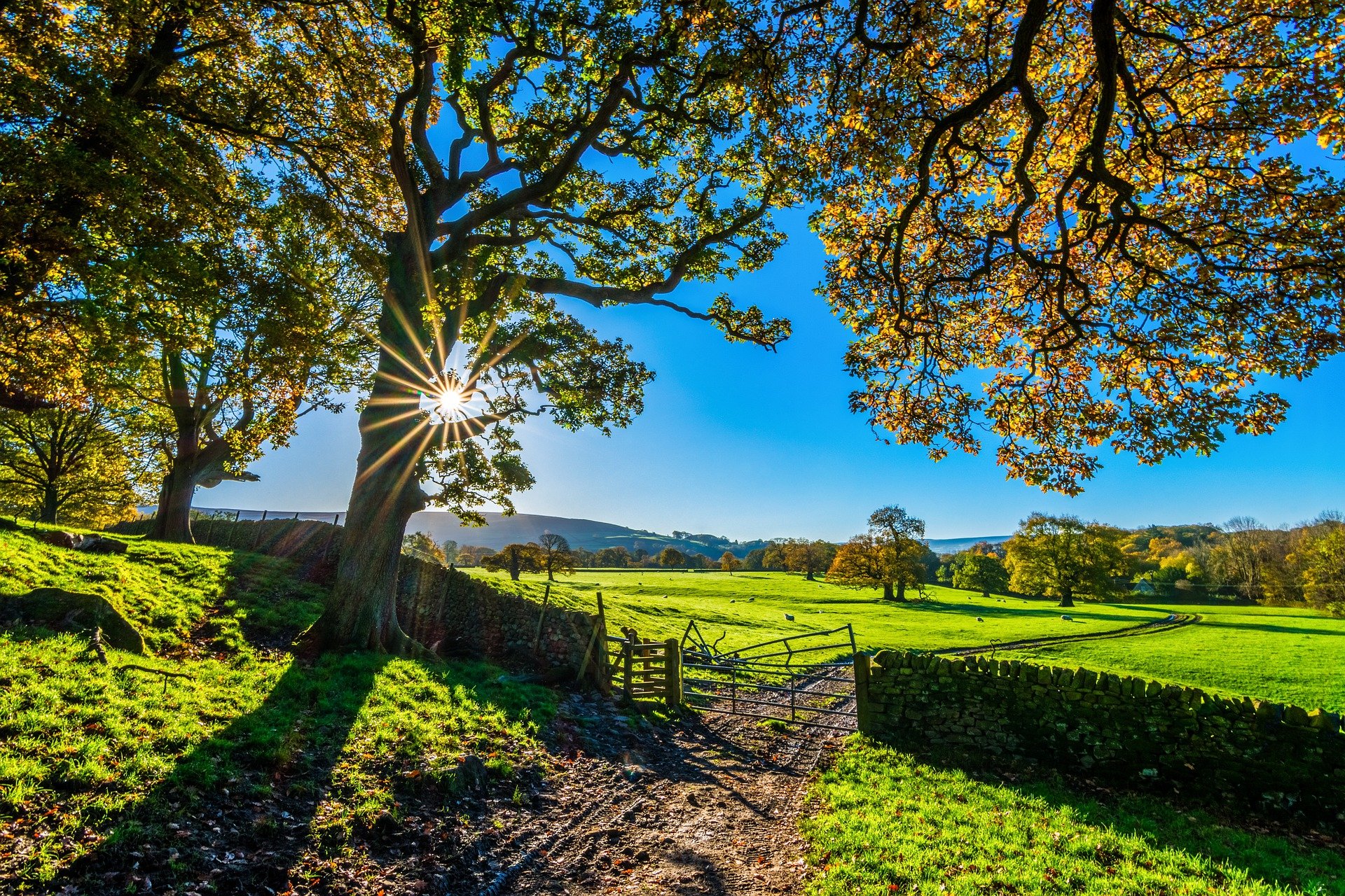 trees 2900064 1920
