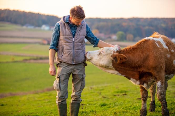 leveur vache 1332 444