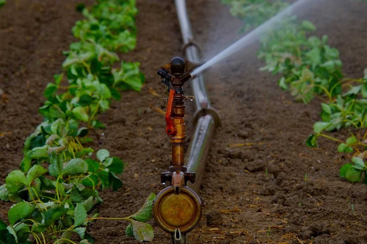 irrigation maraichage