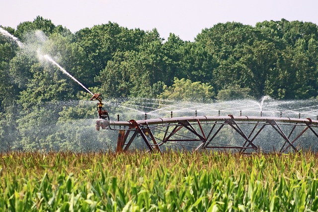 irrigationmais
