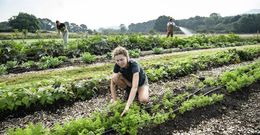 irrigation jardin