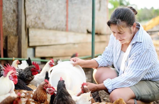 leveuse poule 1332 444