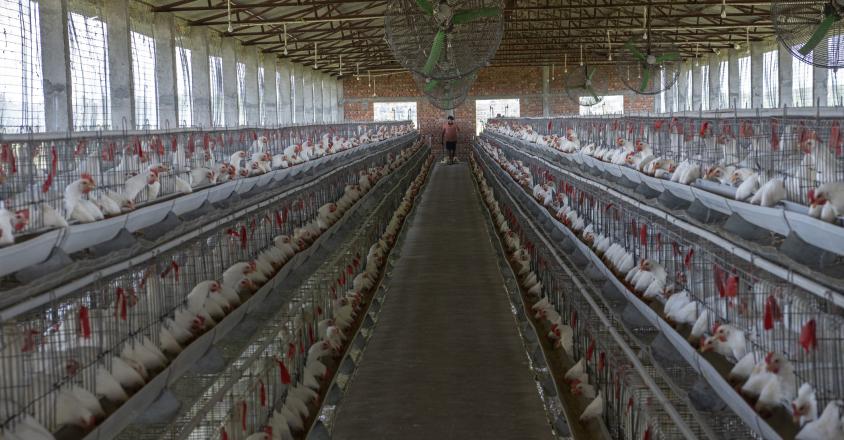 poules enfermées